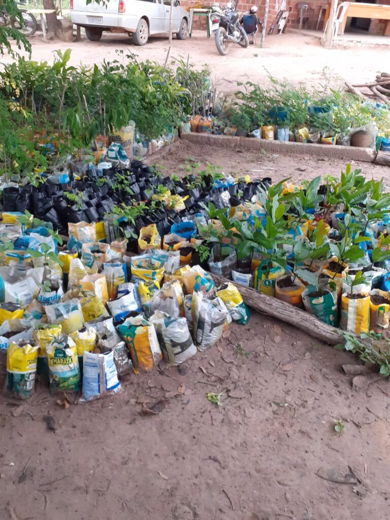 Pimenteirense desenvolve projeto que incentiva o plantio de árvores