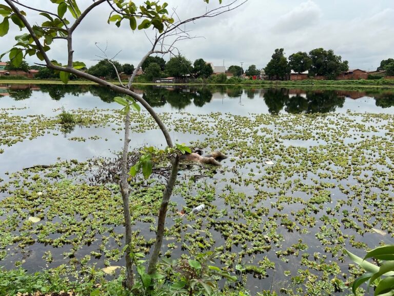 CONFIRA: Corpo de homem é encontrado em lagoa.