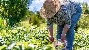Pimenteiras tem um novo Secretário de Agricultura
