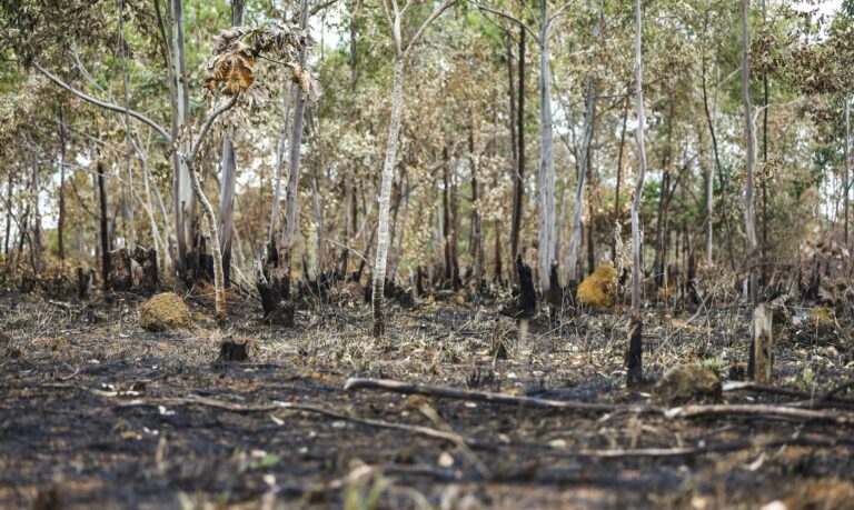 Inpe: desmatamento aumenta no Cerrado. Maior dos últimos cinco anos.