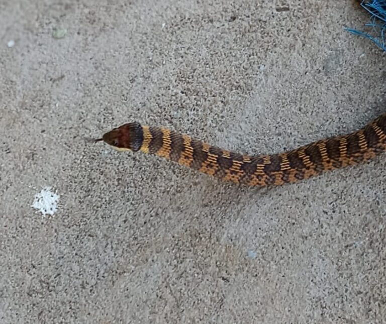 PERIGO: Cobra invade escola em momento de aula na zona rural de Pimenteiras