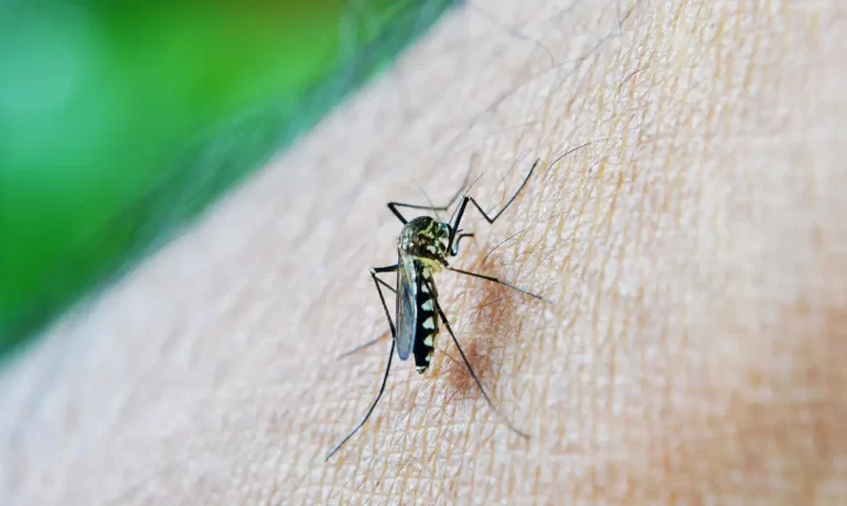 Brasil ultrapassa meio milhão de casos prováveis de dengue.