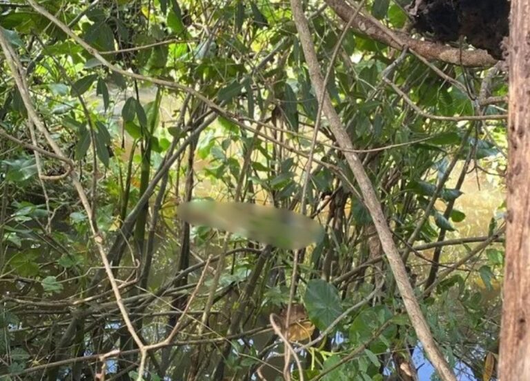 Corpo de mulher é encontrado boiando em córrego no interior do Piauí
